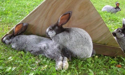 Meat Rabbit Processing Course