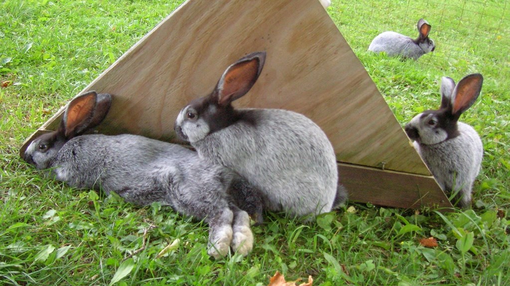 Meat Rabbit Processing Course - Homestead Rabbits Academy